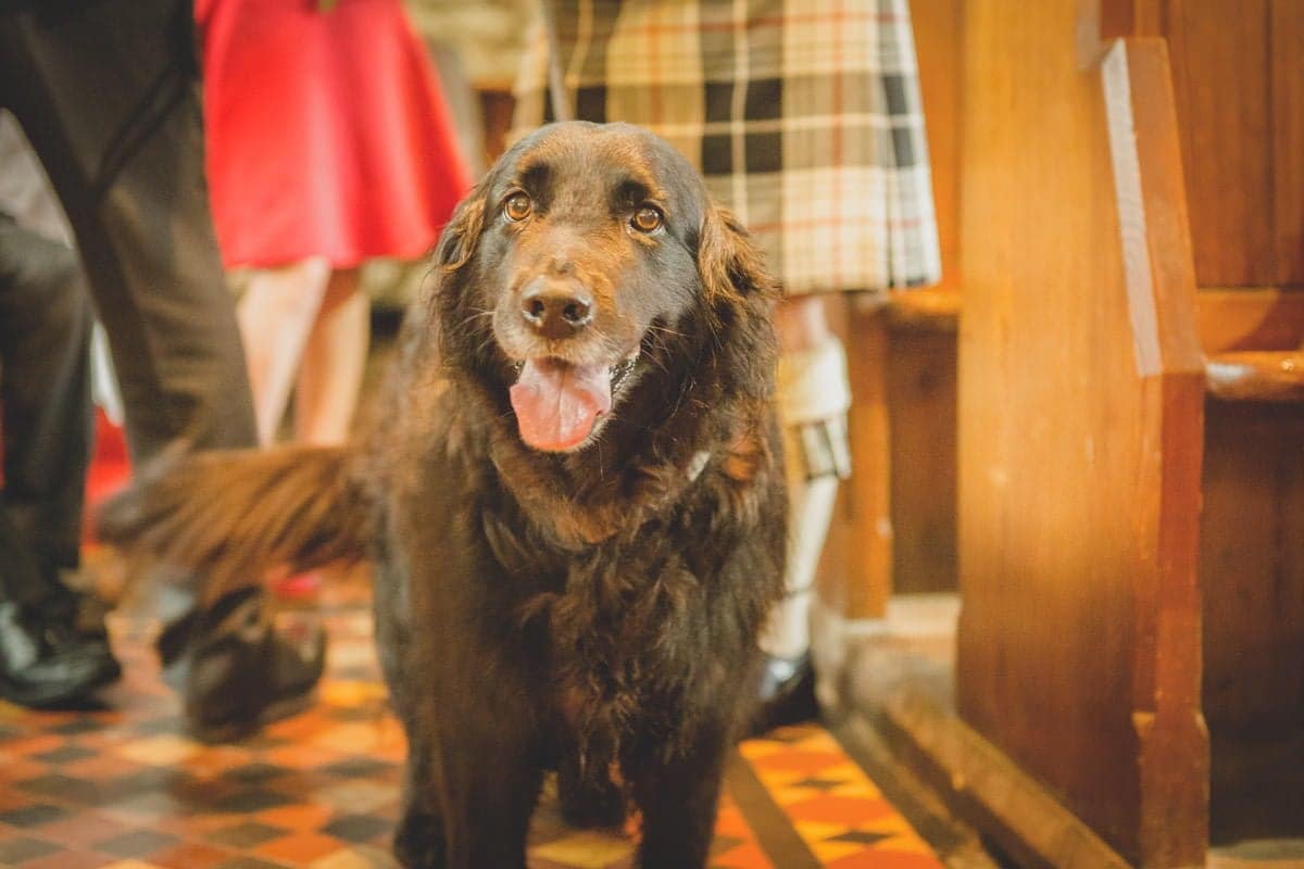 wedding dog