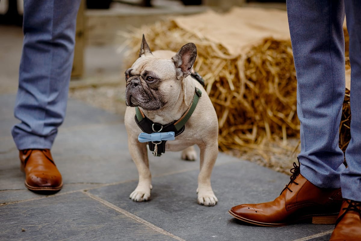 dogs at weddings