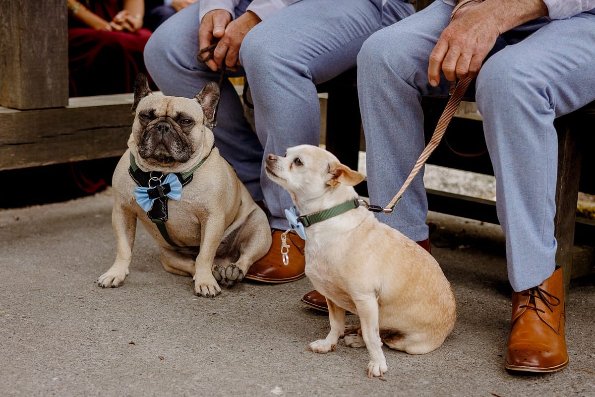 dogs at a knightor winery wedding