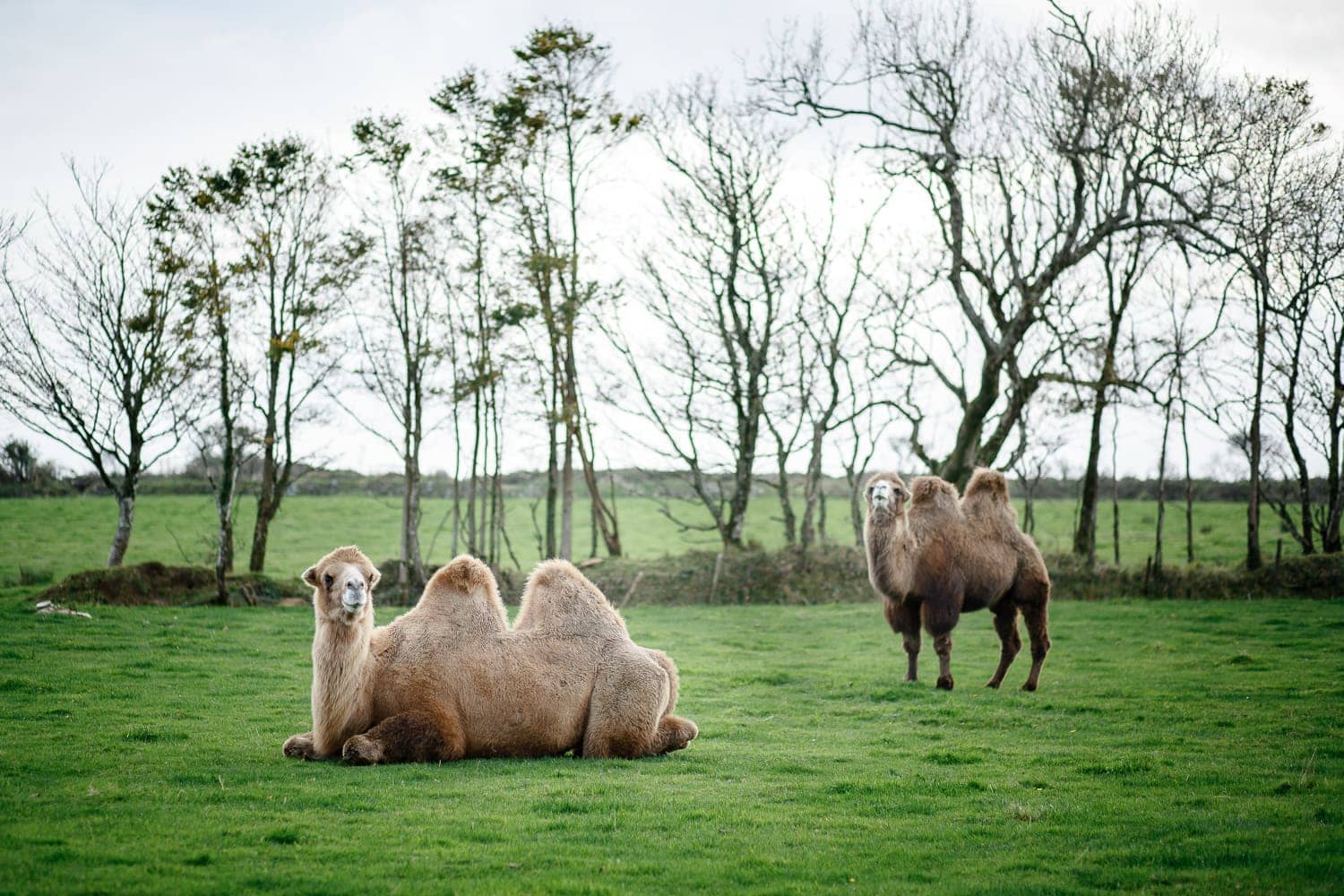 cornish camels wedding