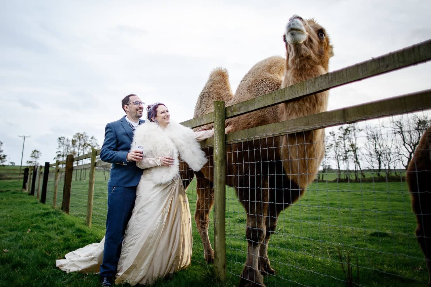 cornish camels wedding