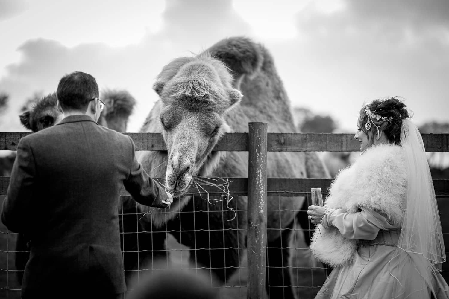 cornish camels wedding