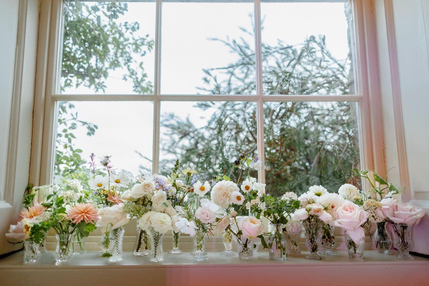 wild renata flowers