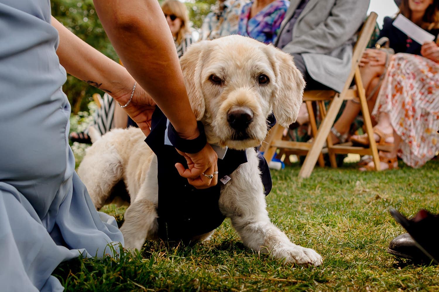 Dogs at Weddings