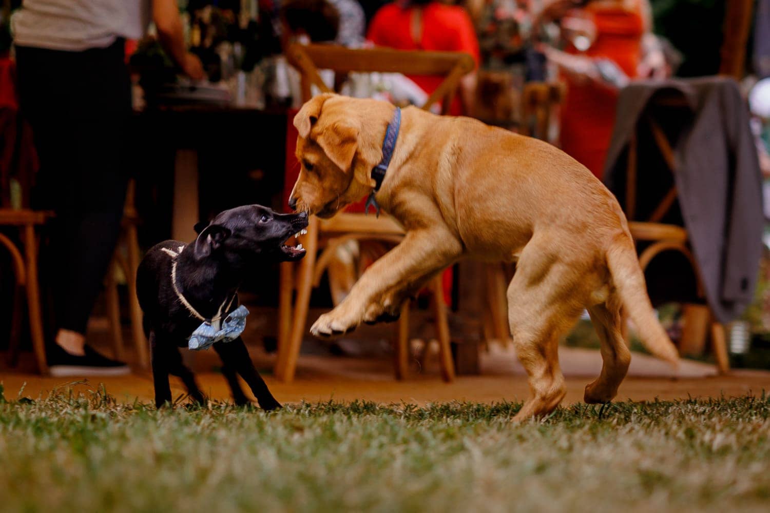 dogs at weddings