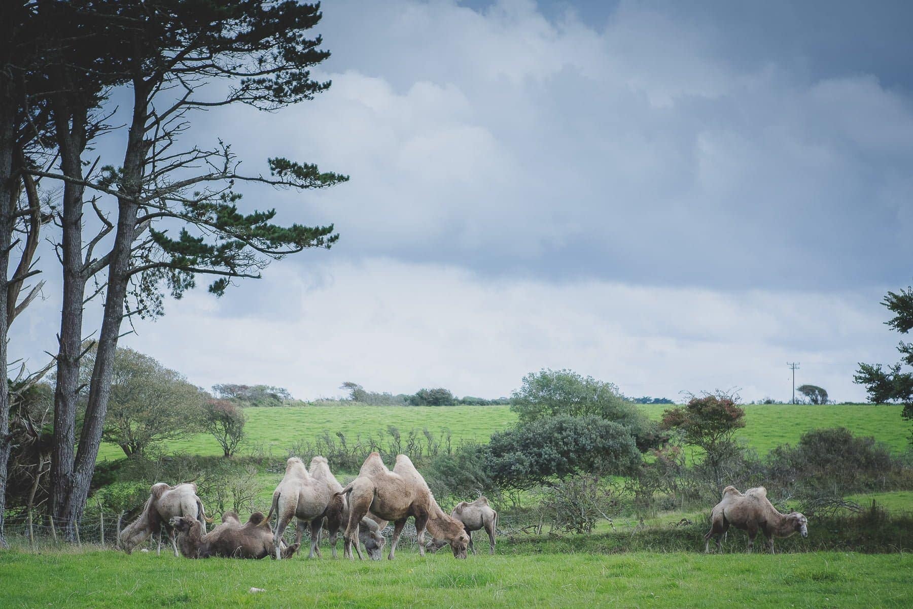 Cornish Camels Wedding