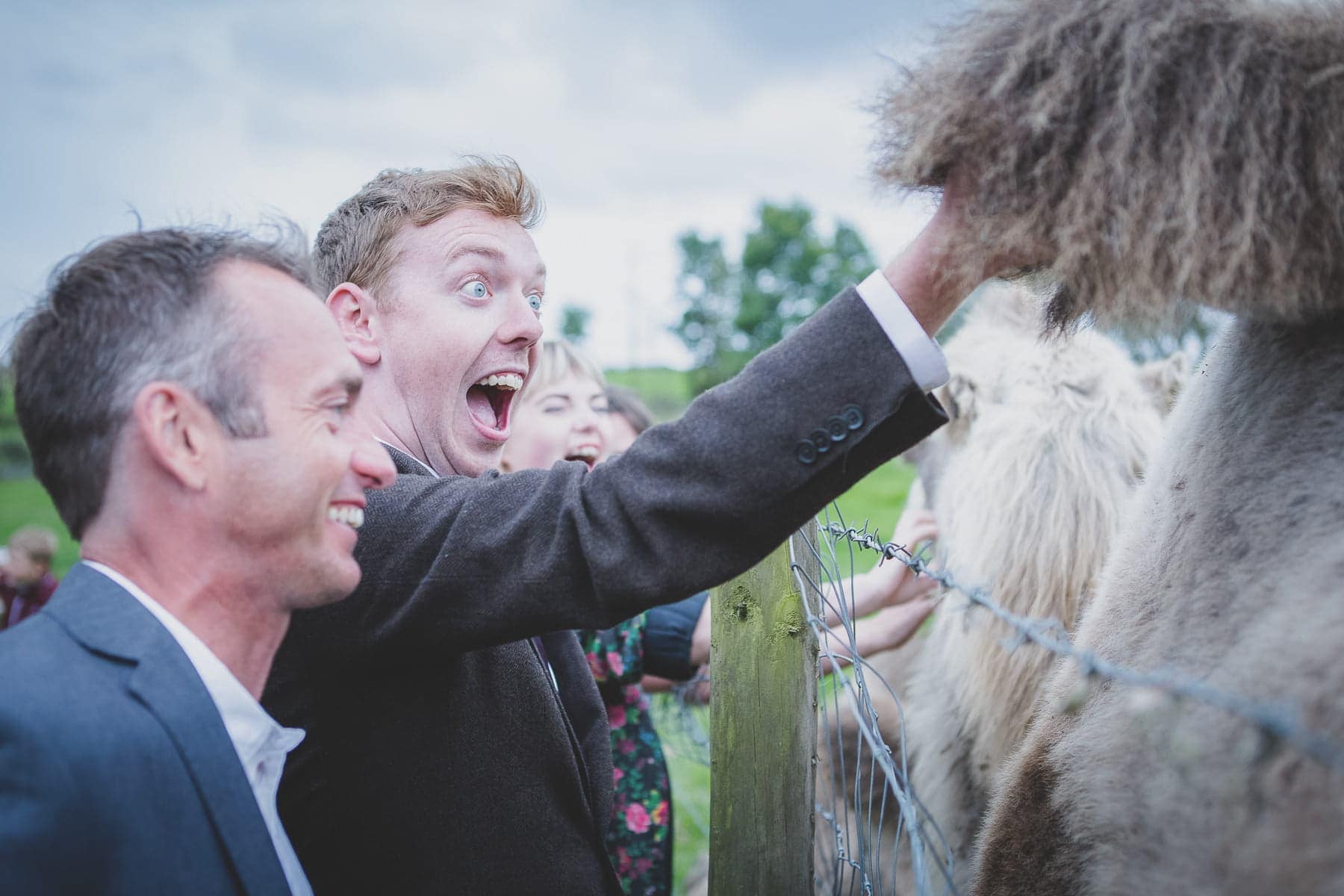 Cornish Camels Wedding