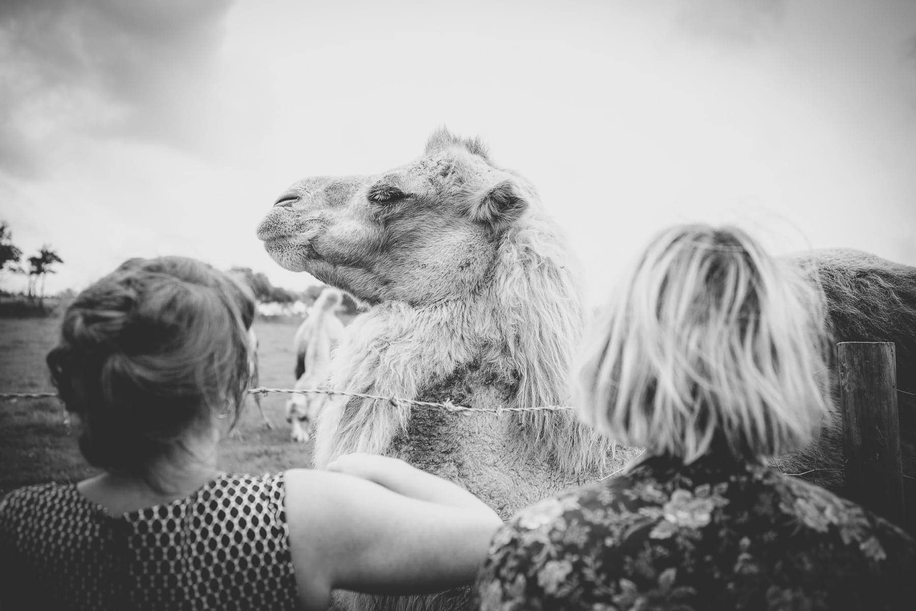 Cornish Camels Wedding