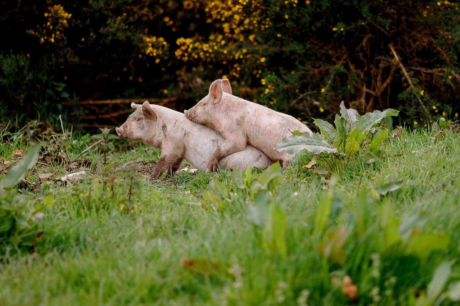 River Cottage Pigs